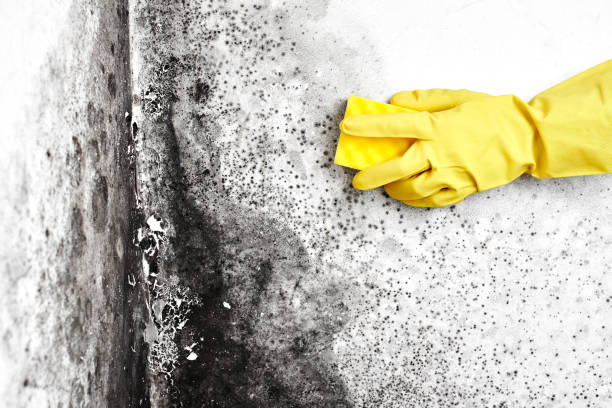 Best Toxic Mold Removal  in Vero Beach South, FL