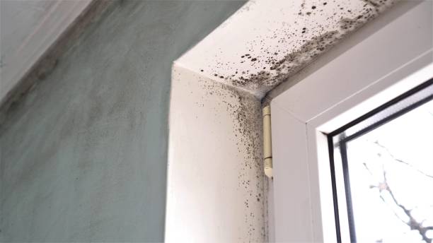 Best Black Mold Removal  in Vero Beach South, FL
