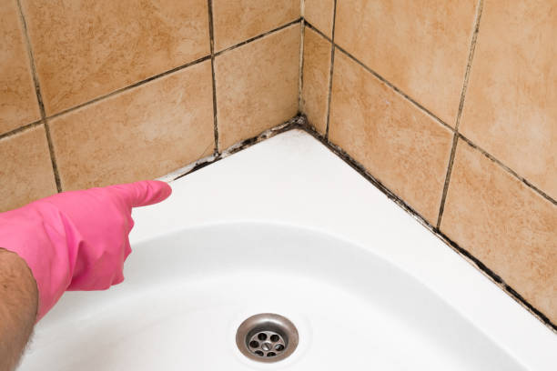 Best Professional Mold Removal  in Vero Beach South, FL